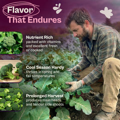 Broccoli plants growing in a vegetable garden