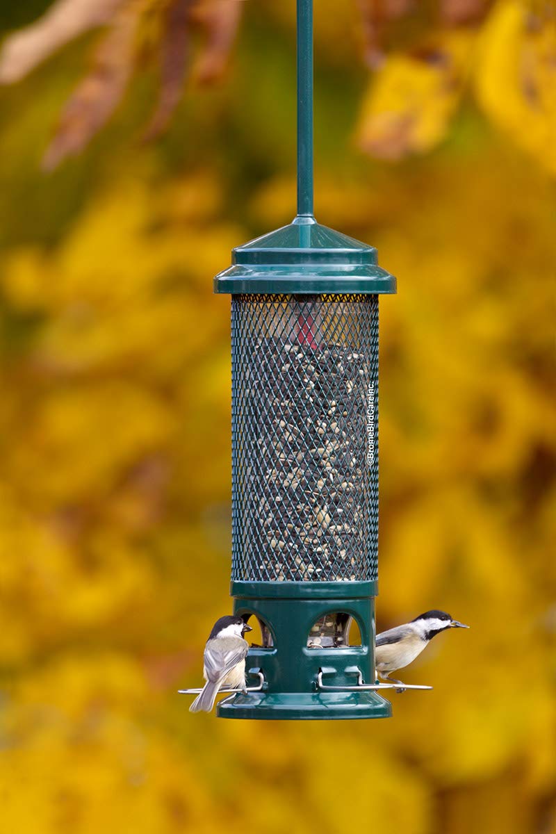 Brome Squirrel Buster Legacy Bird Feeder hanging in a backyard