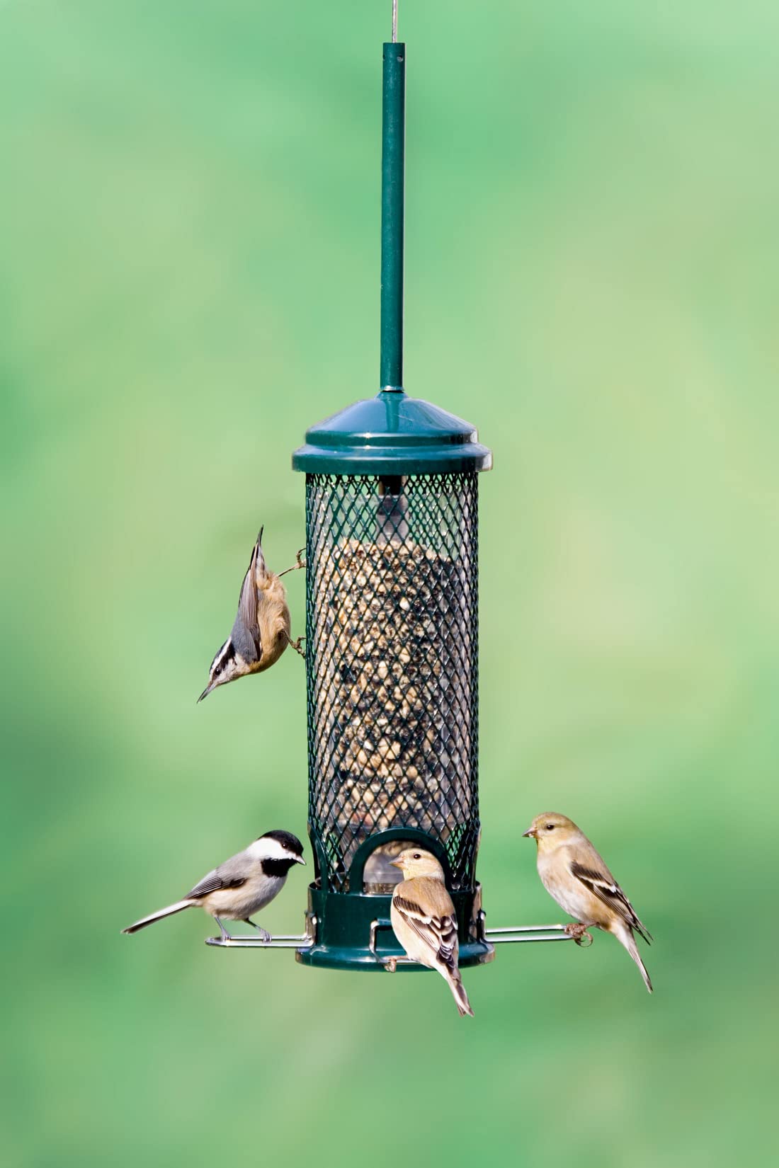 Brome Squirrel Buster Mini Bird Feeder hanging in a garden