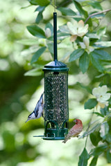 Brome Squirrel Buster Mini Bird Feeder with sunflower seeds