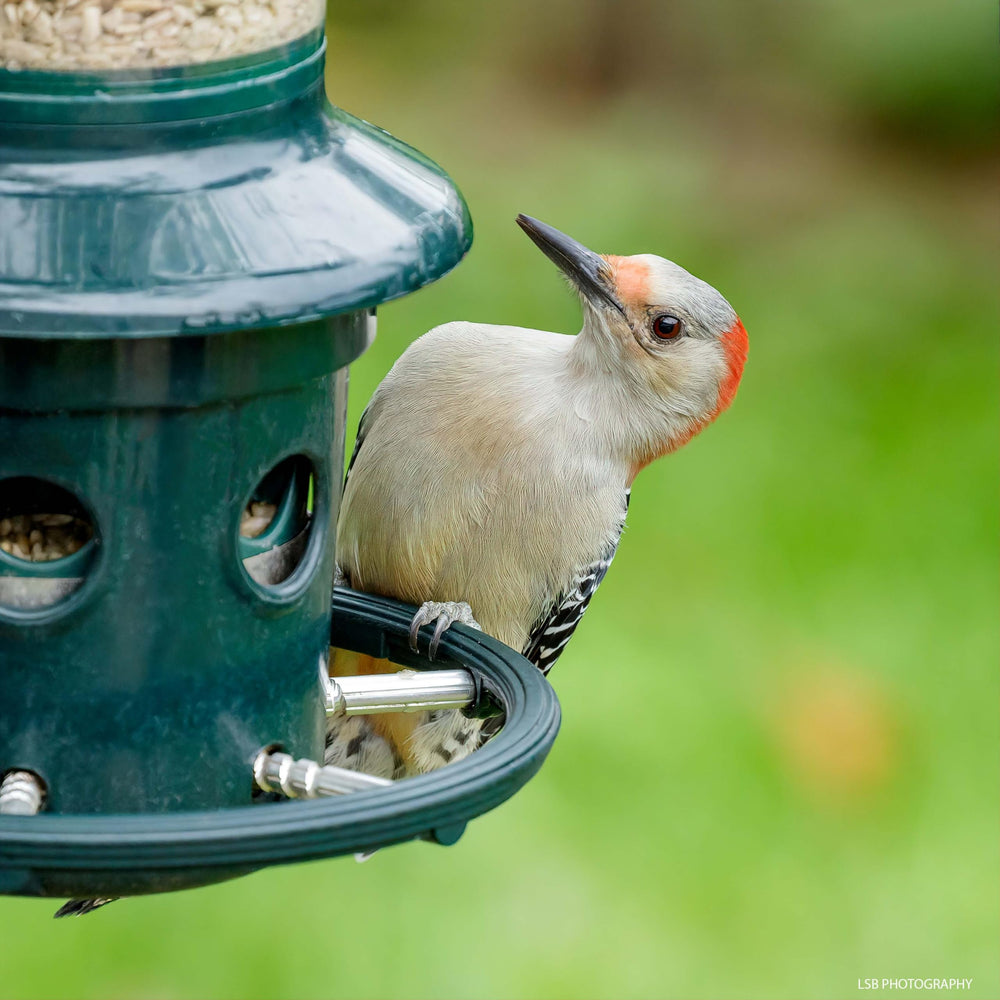 Brome Squirrel Buster Plus assembled in a garden setting