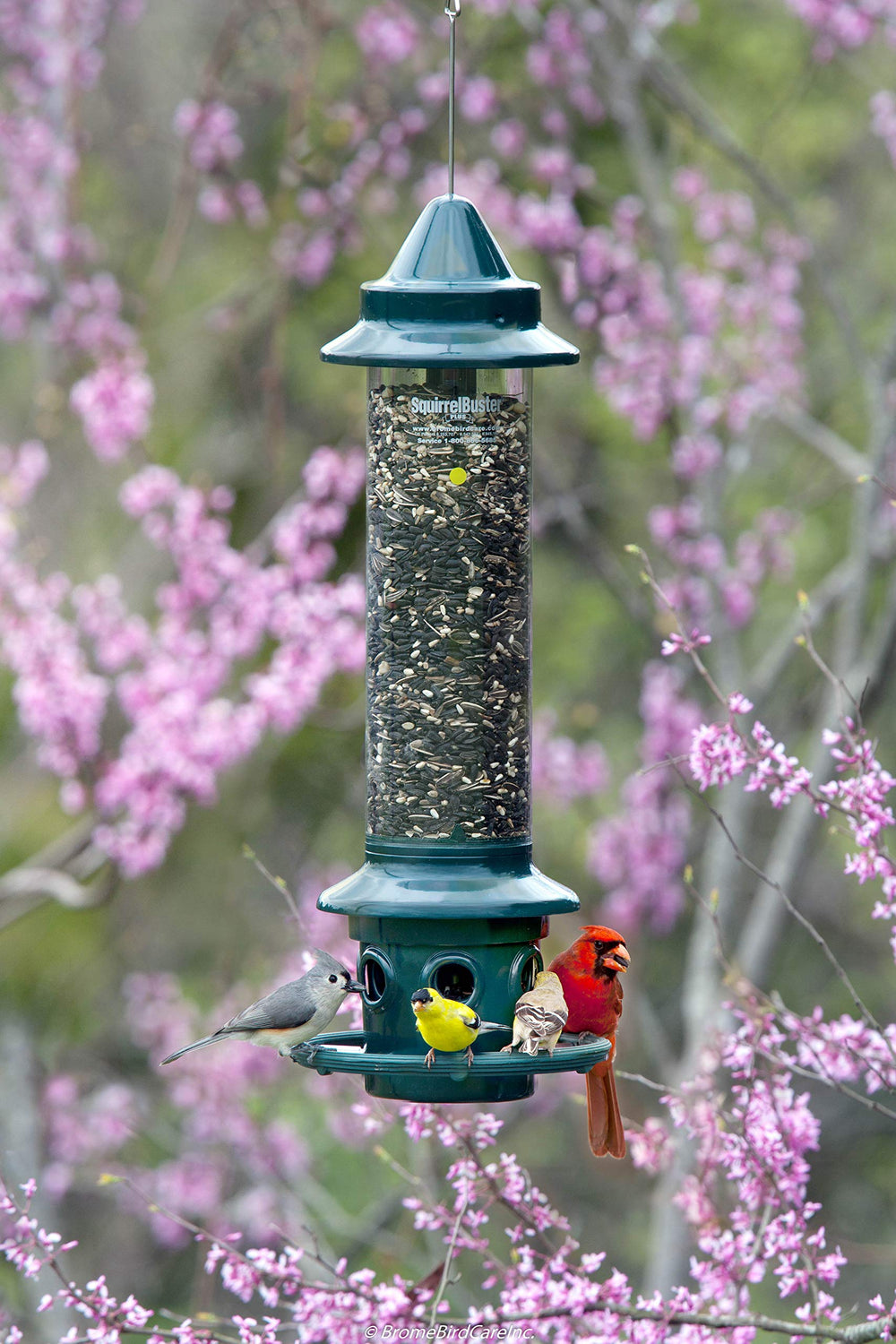 Brome Squirrel Buster Plus feeder filled with birdseed and installed outdoors