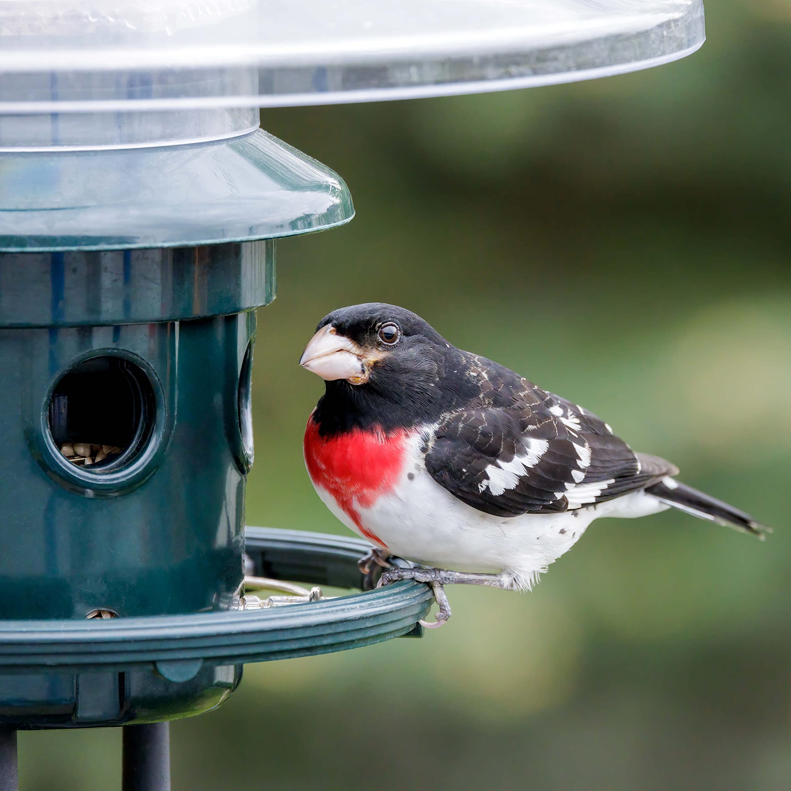 Brome Squirrel Buster Plus feeder manual and assembly instructions