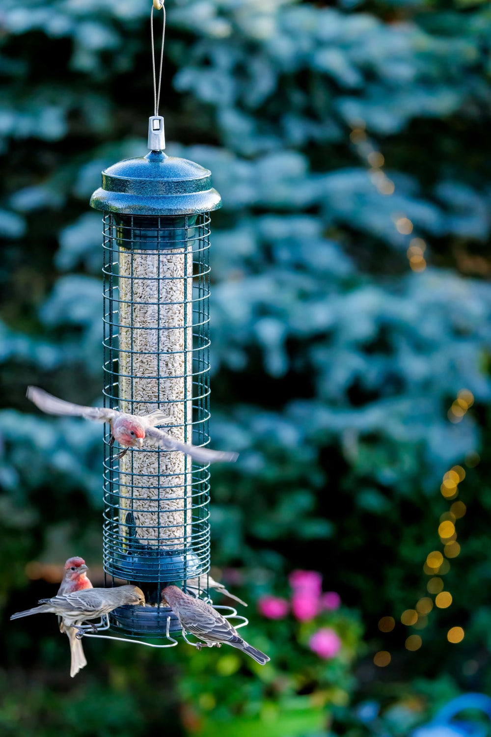 Brome Squirrel Solution 150 Bird Feeder hanging in garden