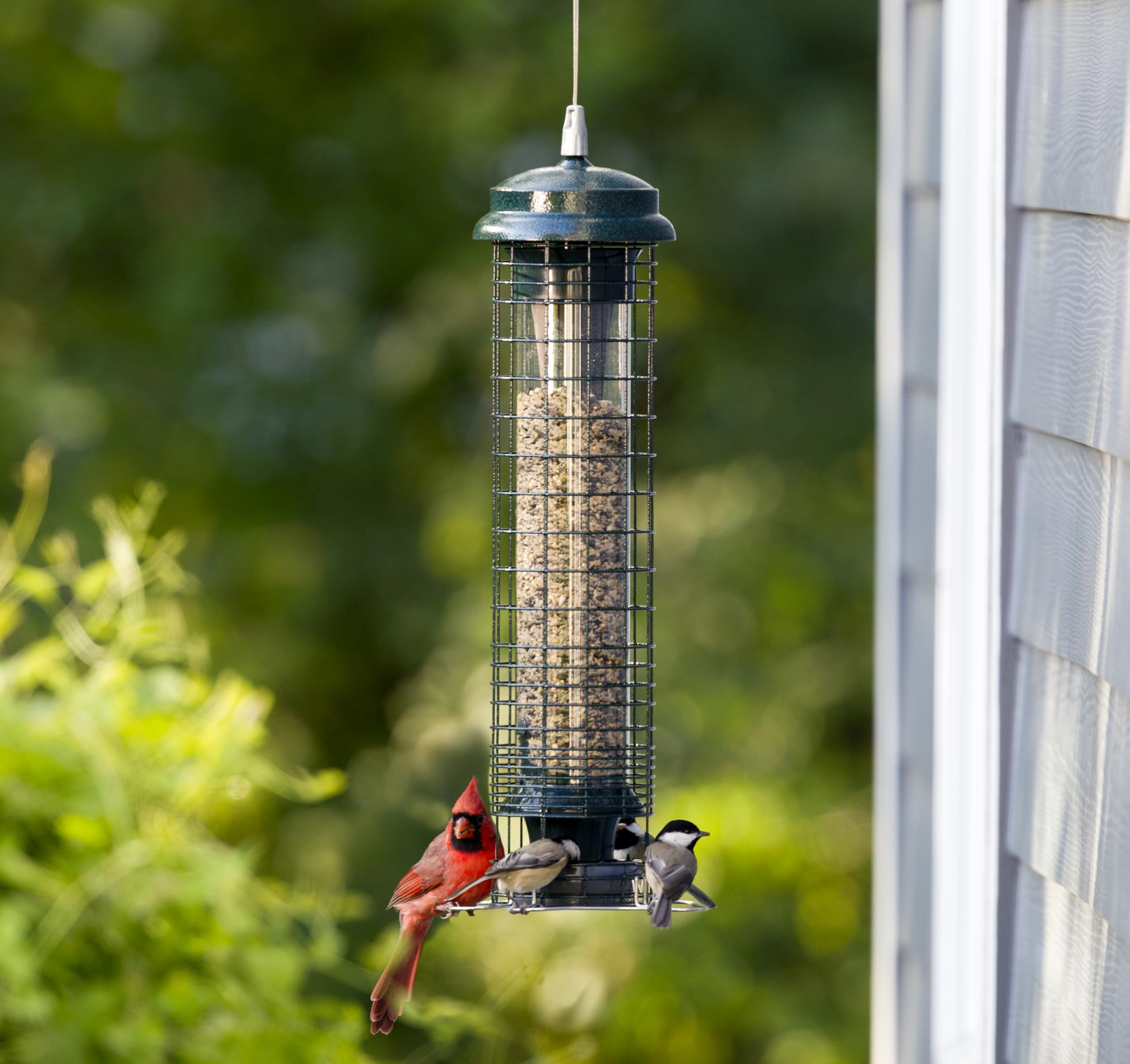 Brome Squirrel Solution 150 Bird Feeder with included seed funnel