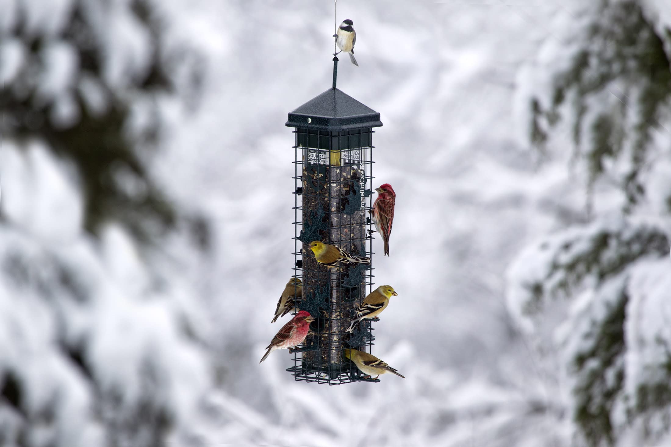 Brome Squirrel Solution 200 feeder components disassembled