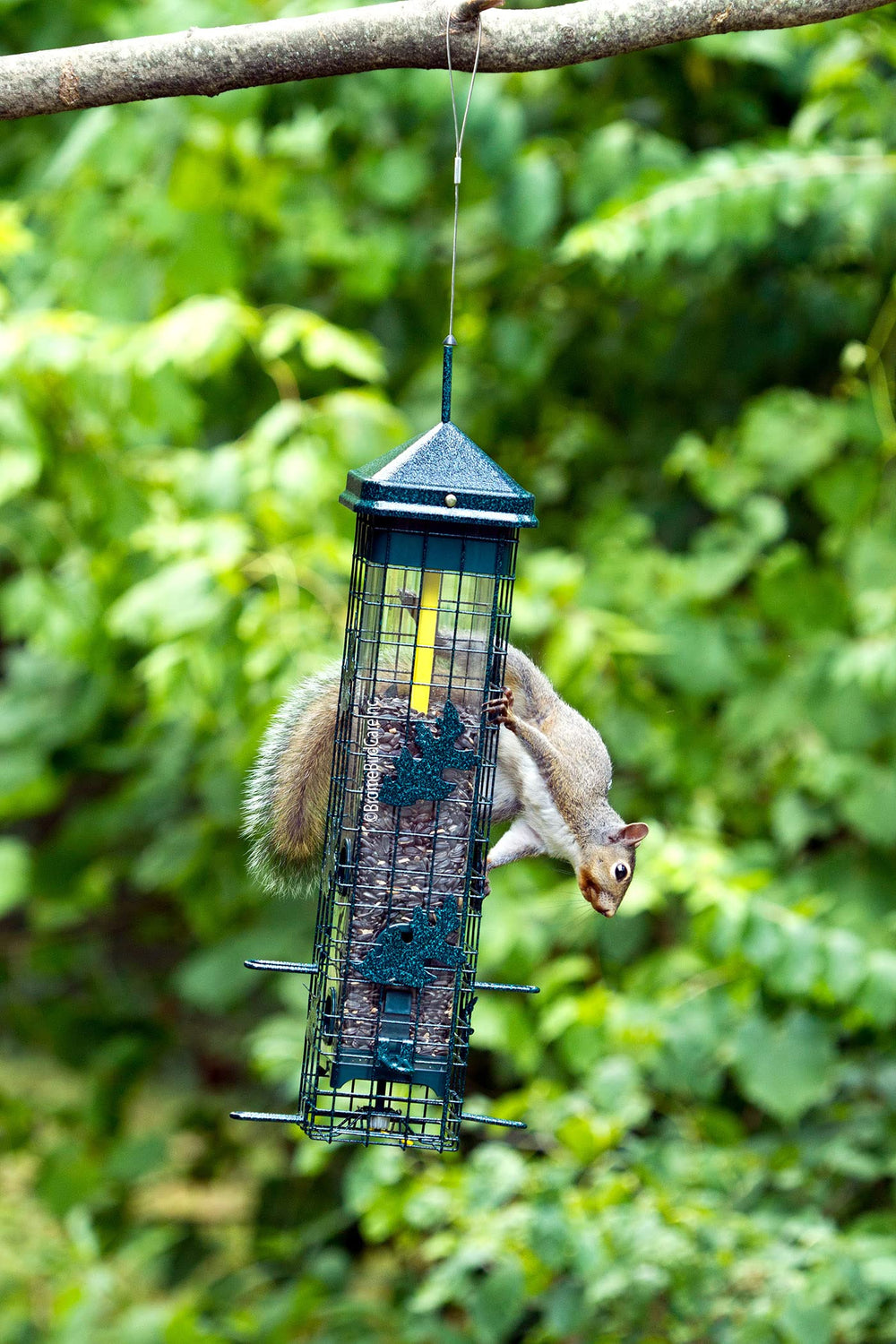 Brome Squirrel Solution 200 feeder manual