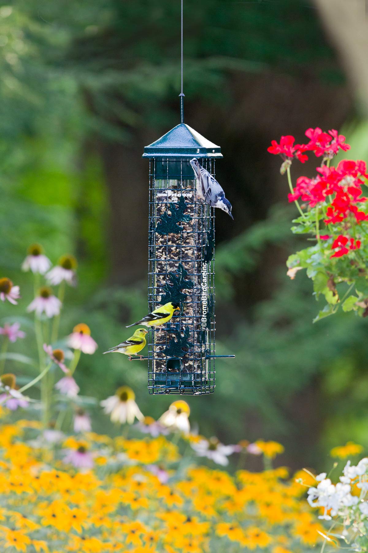 Brome Squirrel Solution 200 with birds feeding