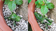 BSTGIFTS Iron Frog Key Hider in garden setting