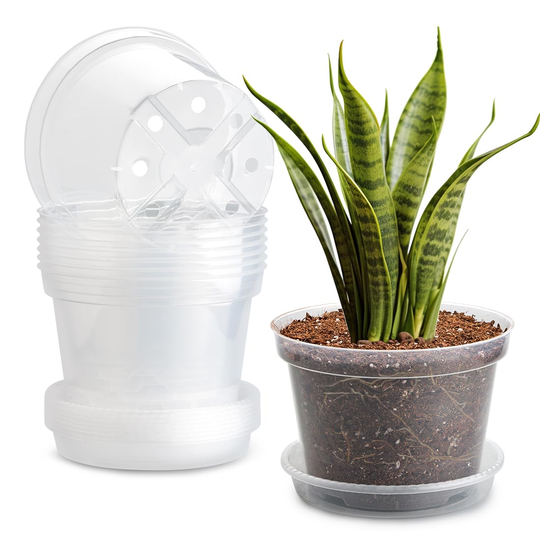 BTPLASTIK 8 inch clear nursery pot with matching saucer