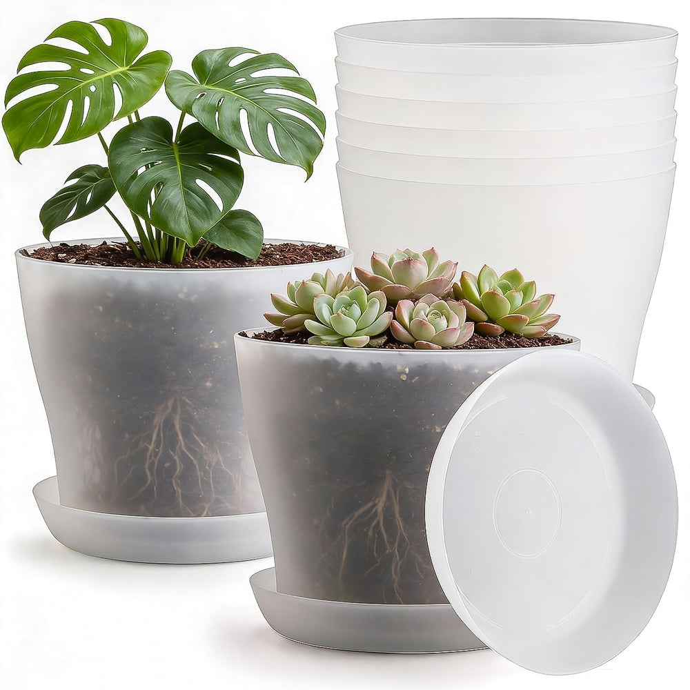 BTPLASTIK 8 inch clear nursery pot with soil and plant