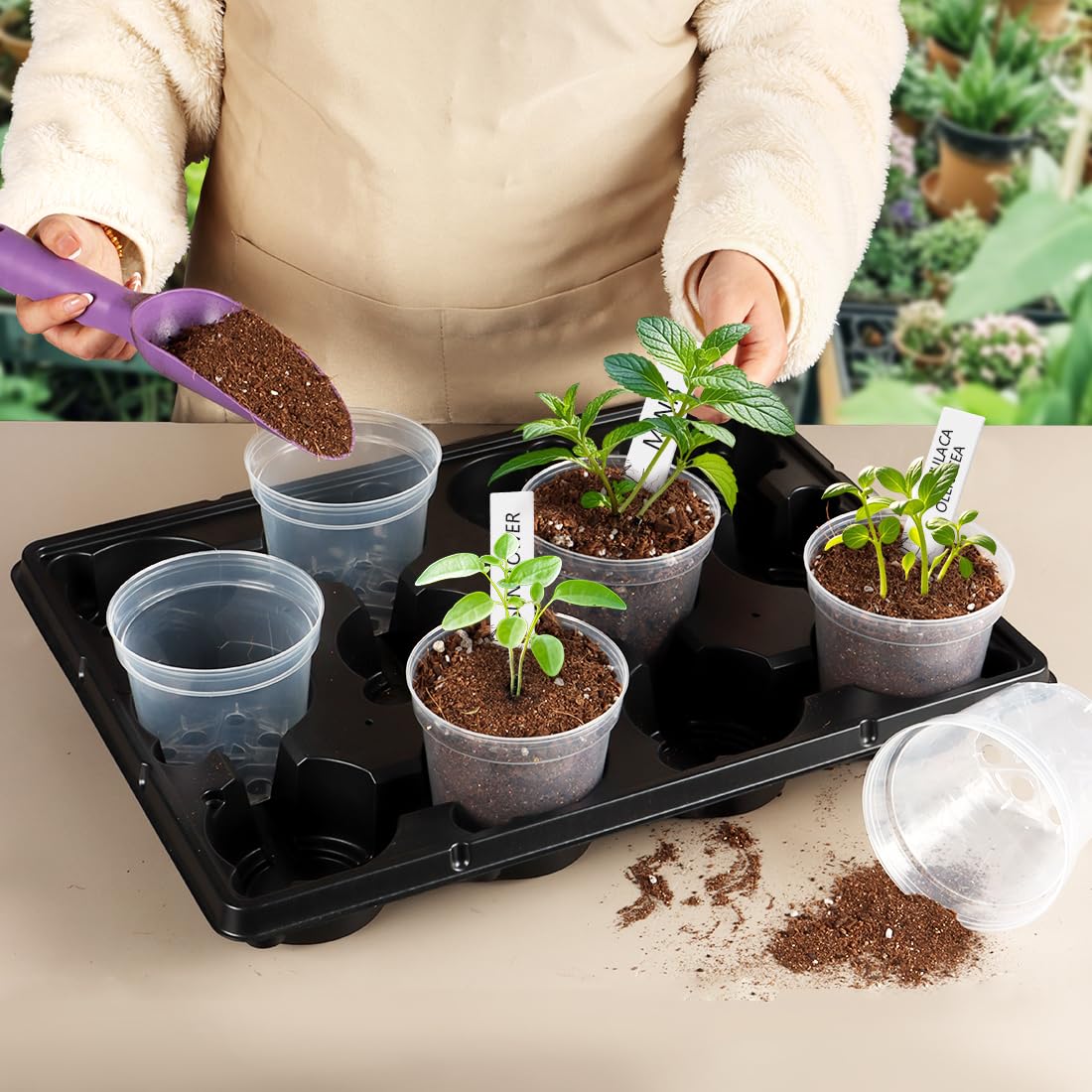 BTPLASTIK nursery pots arranged with seedlings