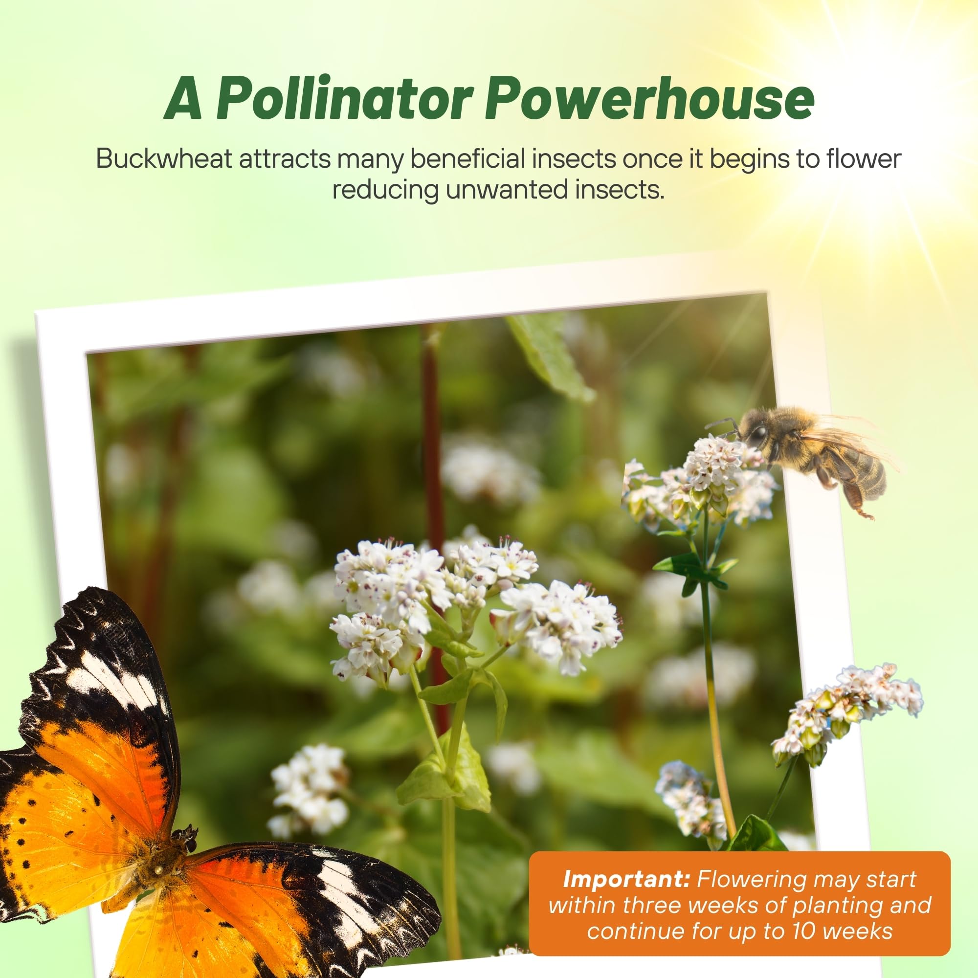 Buckwheat flowers attracting pollinators