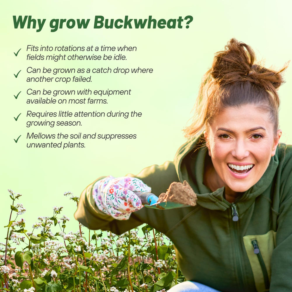 Buckwheat plants growing in a field