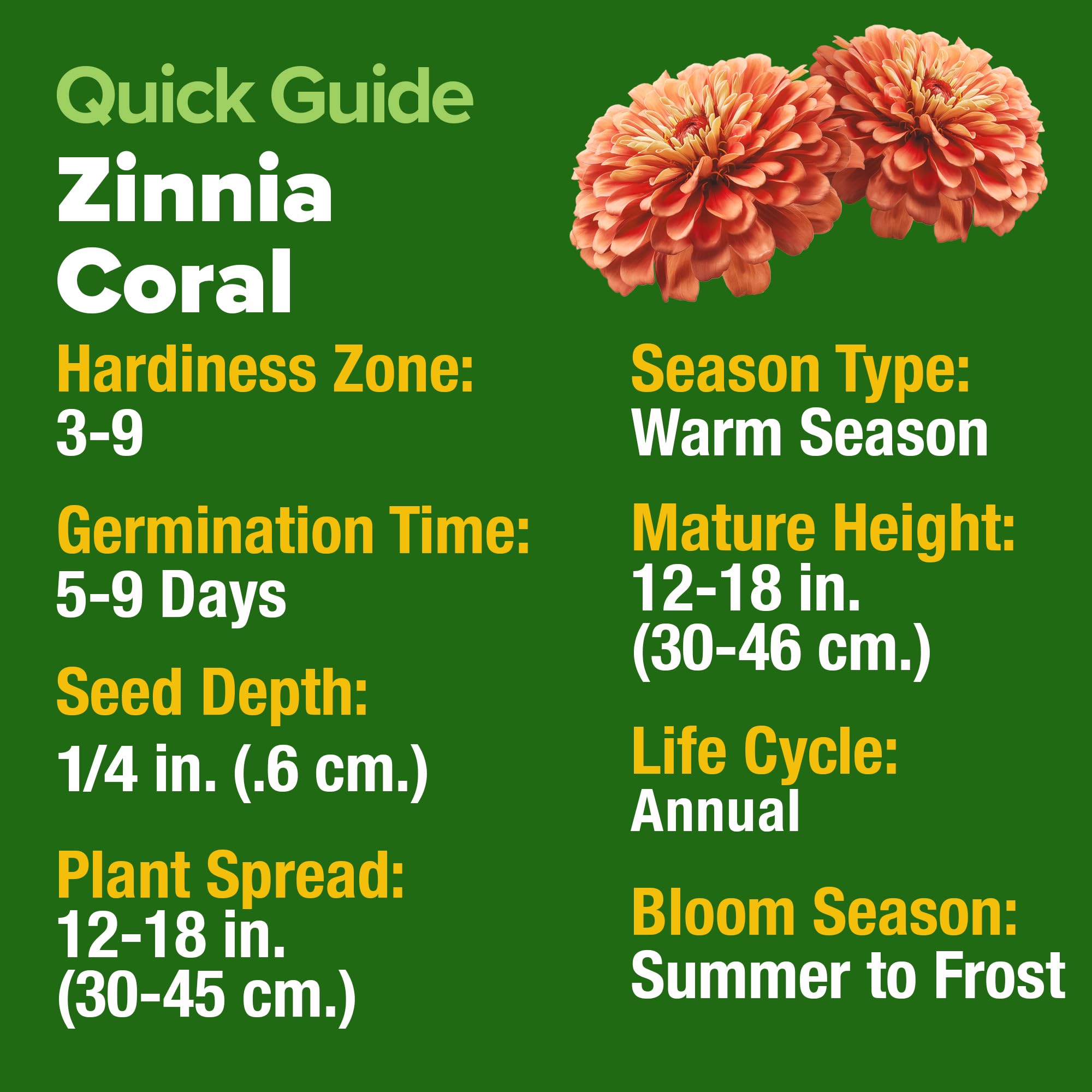 Budding coral zinnia plants in a garden