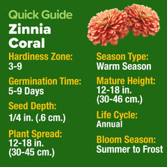 Budding coral zinnia plants in a garden