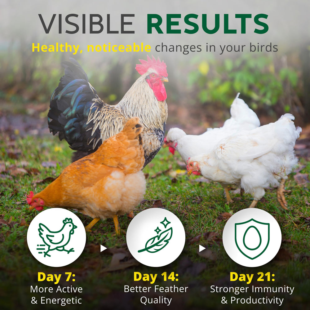 Buff Clucks Dust Bath herbs sprinkled in coop