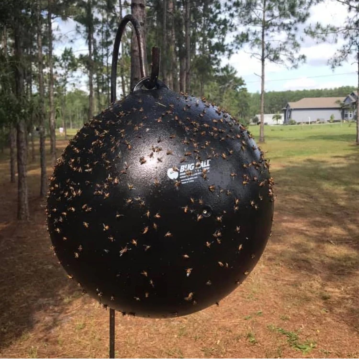 Bug Ball hanging from a tree with Catch EM' spray applied