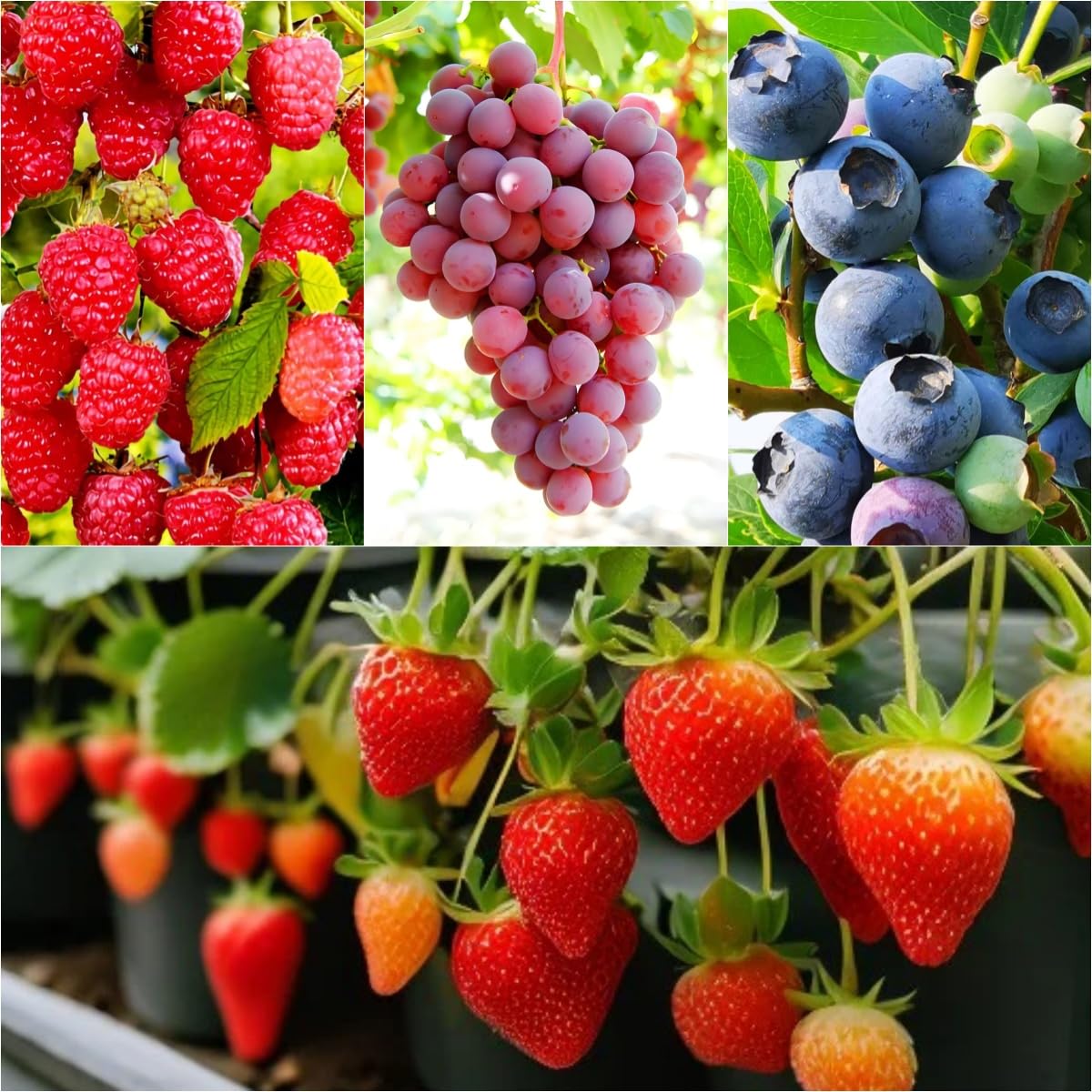 BuggyBeds Mixed Fruit Seeds 1700 Pack front view with assorted seeds