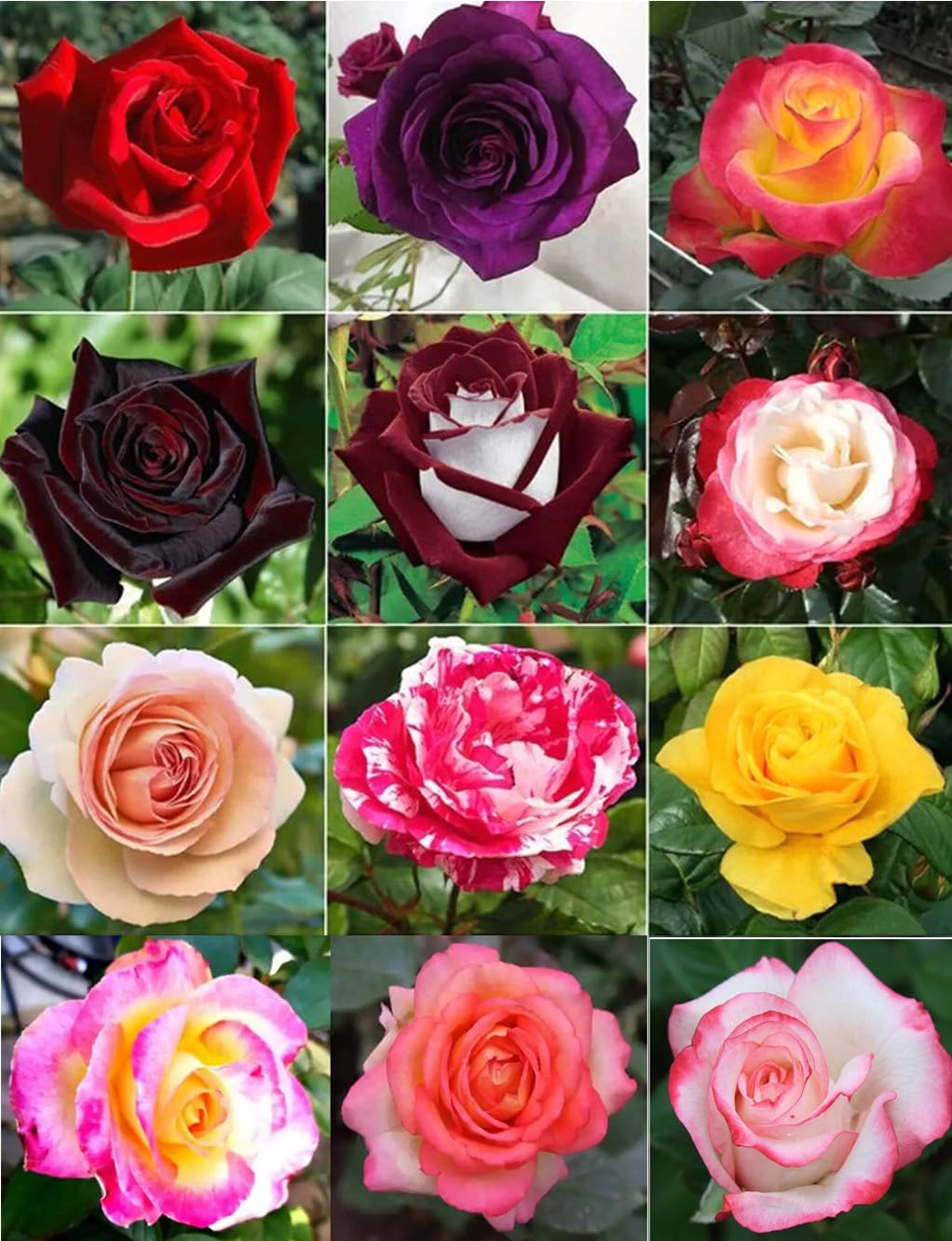 BULBORIUM Dark Rose Mixed Colour Seeds 100PCS packaging front view