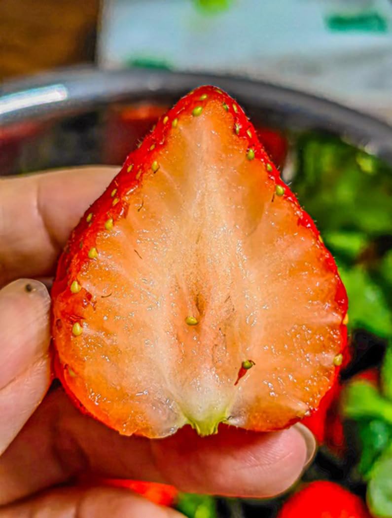 BULBORIUM Giant Strawberry Seeds in a garden setting