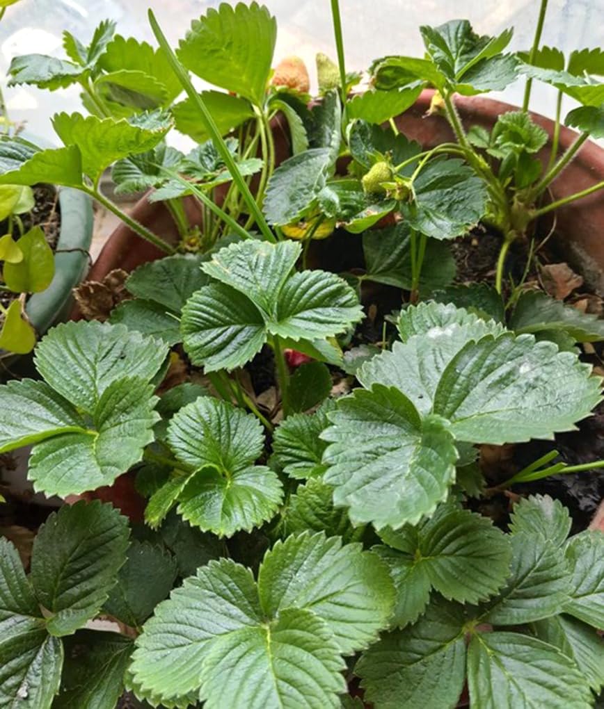 BULBORIUM strawberry seeds germination process