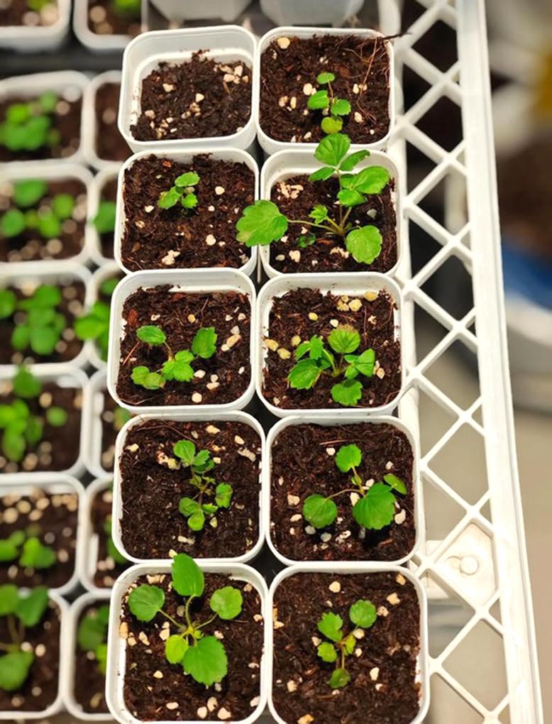 BULBORIUM strawberry seeds in a container garden