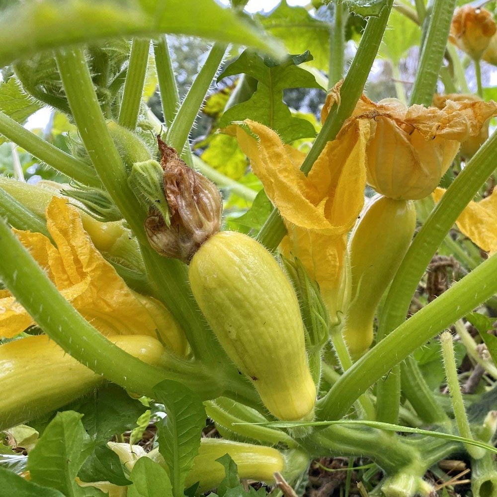 Bumpy light-yellow Crookneck Squash growing in a garden