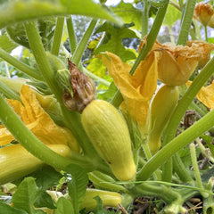 Bumpy light-yellow Crookneck Squash growing in a garden
