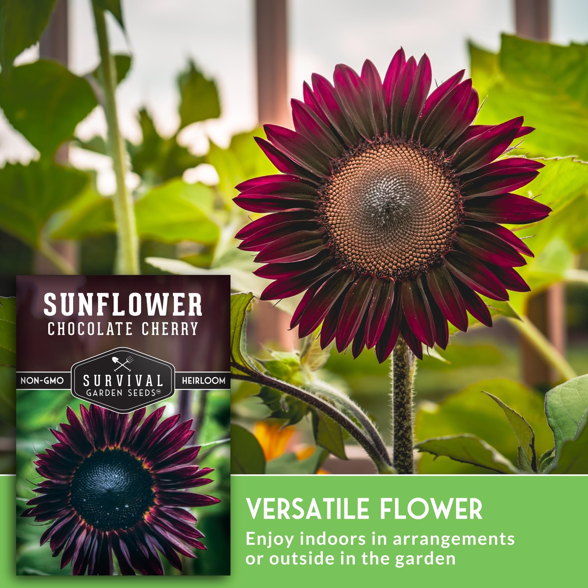 Burgundy-black Chocolate Cherry Sunflowers in a garden