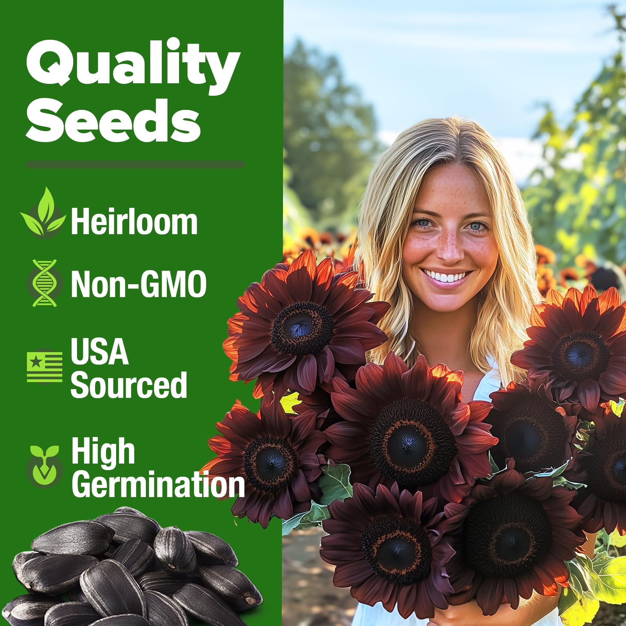Burgundy blooms of Chocolate Cherry Sunflowers in garden