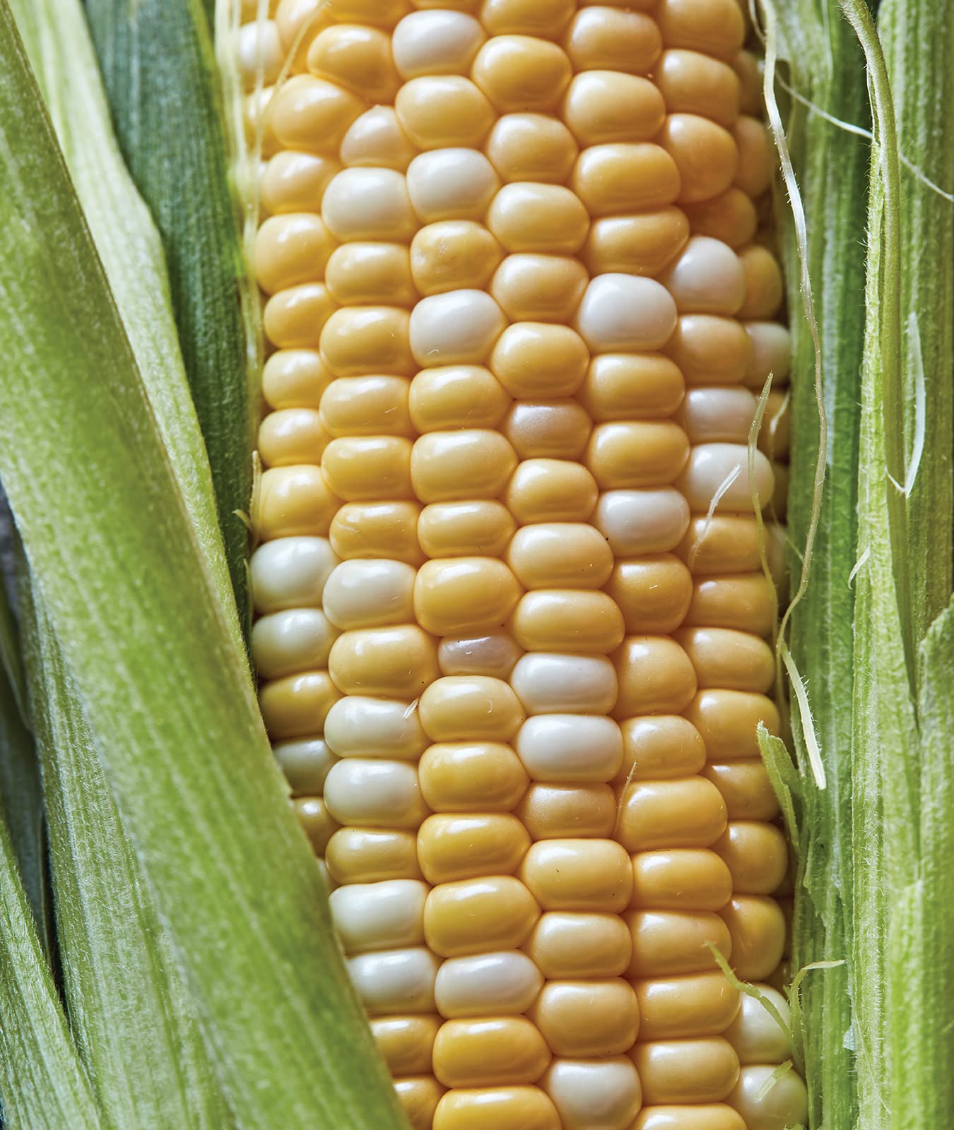 Burpee Ambrosia Sweet Corn Seeds back view with planting instructions