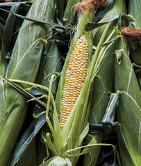 Burpee Ambrosia Sweet Corn Seeds packet front view with 200 seeds