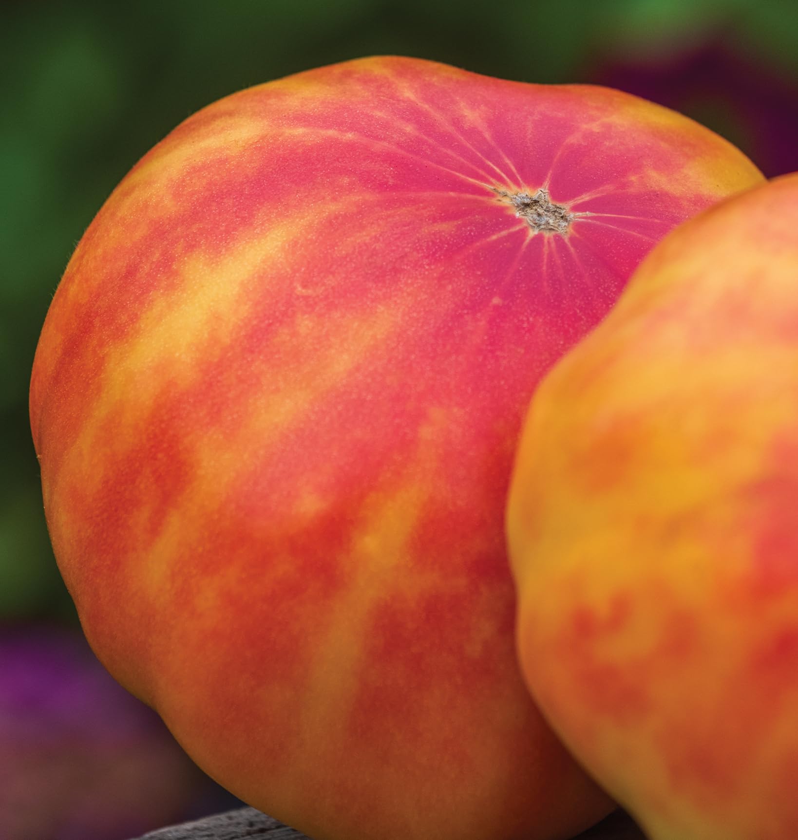 Burpee Big Rainbow Heirloom Tomato plant growing in a garden bed