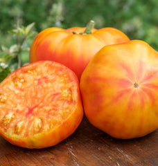Burpee Big Rainbow Heirloom Tomato seeds close-up showing 100 seeds
