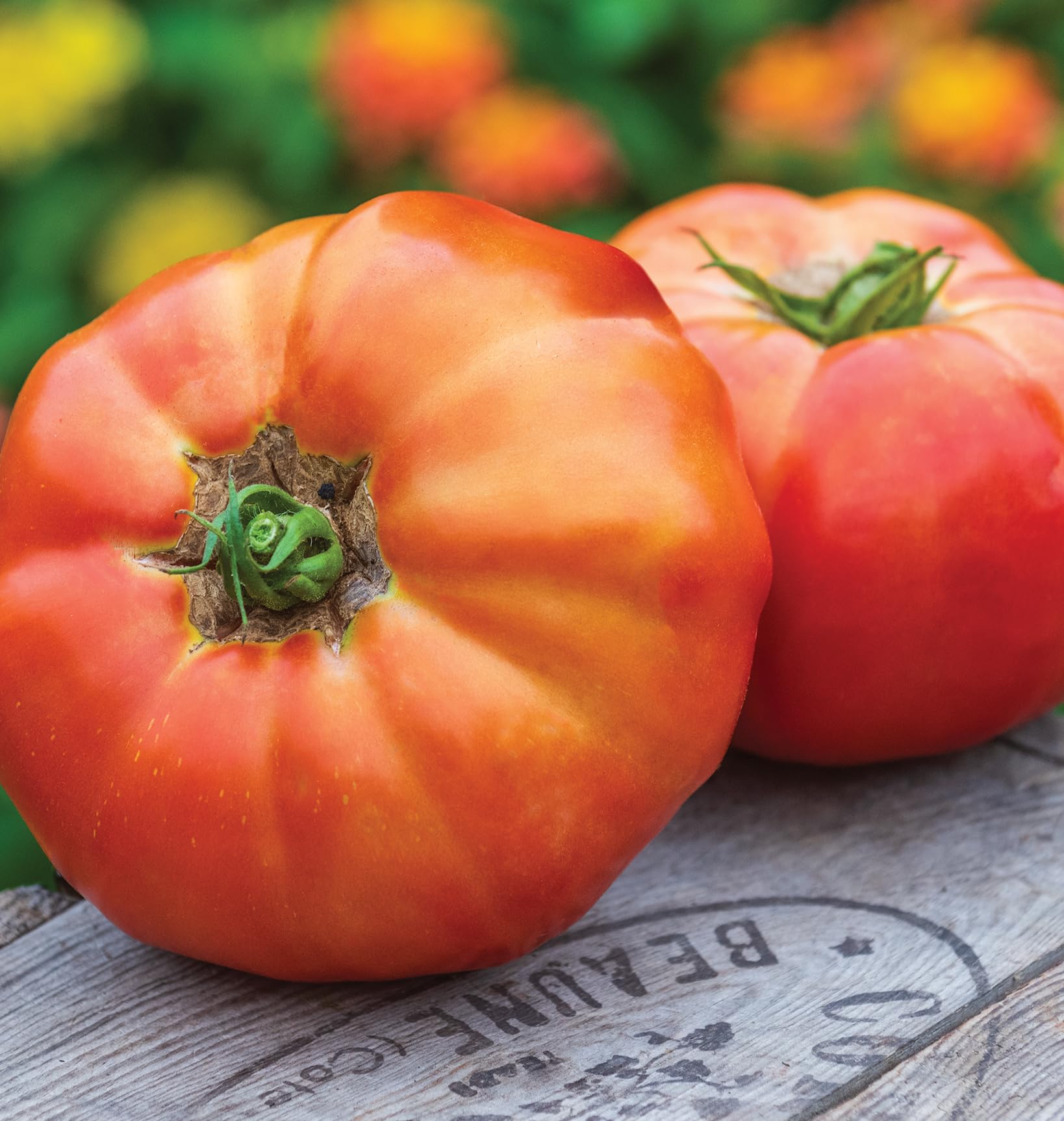 Burpee Big Rainbow Heirloom tomatoes on the vine in a garden