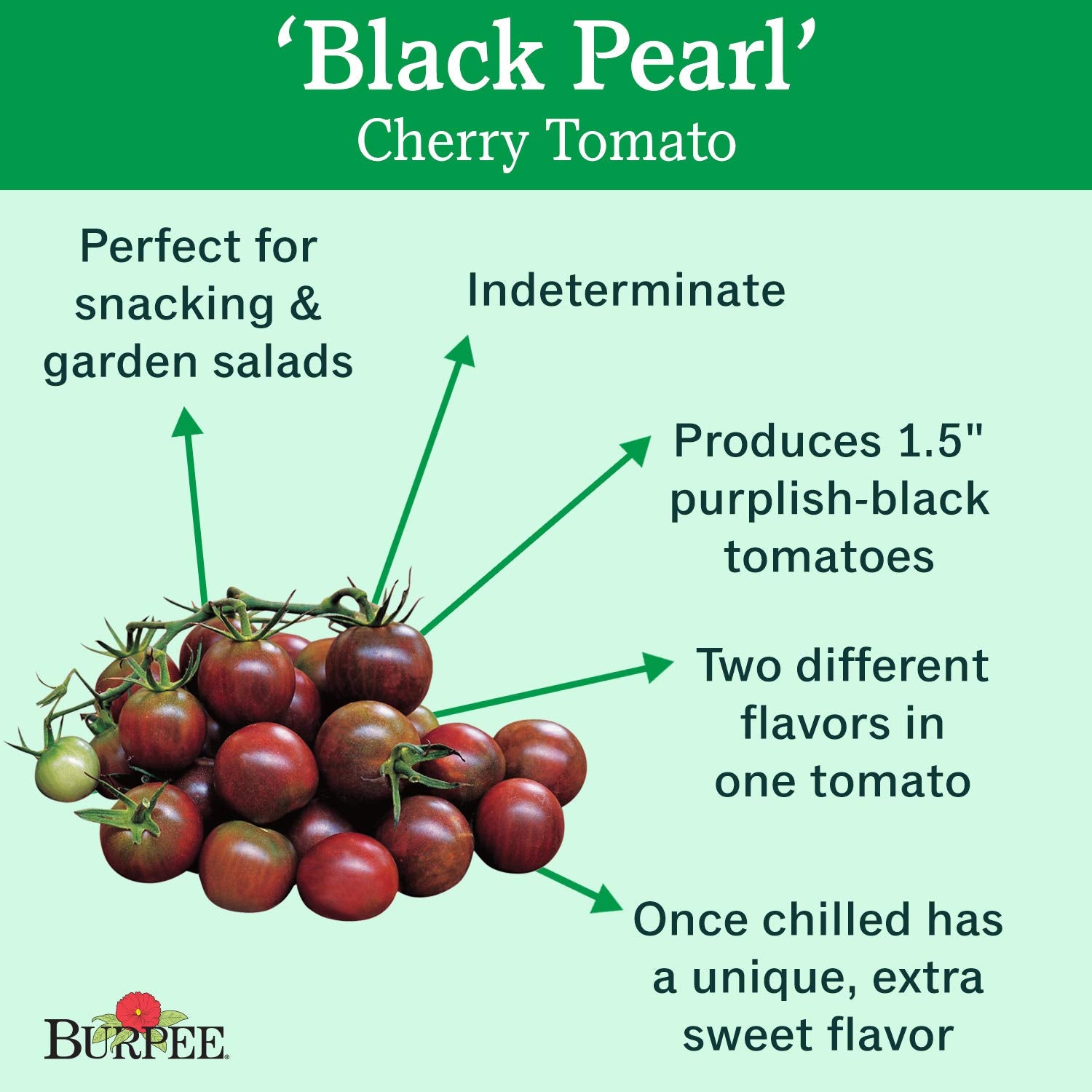 Burpee Black Pearl Cherry Tomato Seeds showing 30 non-GMO seeds