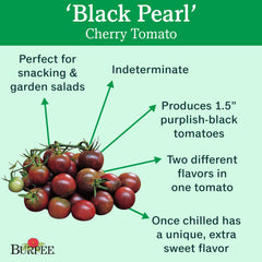 Burpee Black Pearl Cherry Tomato Seeds showing 30 non-GMO seeds