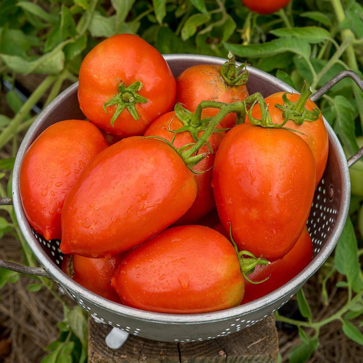 Burpee Gladiator Roma Tomato Seeds back view