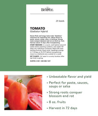 Burpee Gladiator Roma Tomato Seeds close-up of seeds