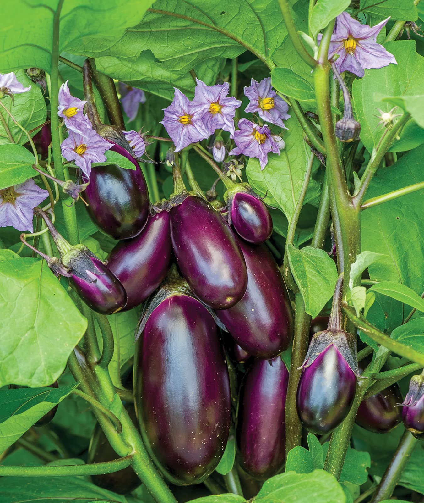 Burpee Seed Starting Kit with Patio Baby Eggplant seeds