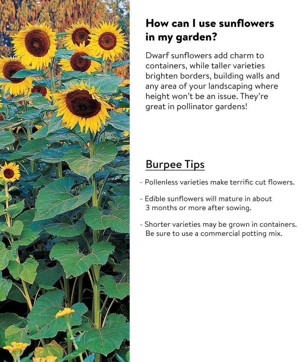 Burpee Sunforest Mix Sunflower garden in backyard