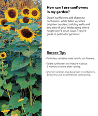 Burpee Sunforest Mix Sunflower garden in backyard