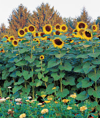 Burpee Sunforest Mix Sunflower Seeds packet front view