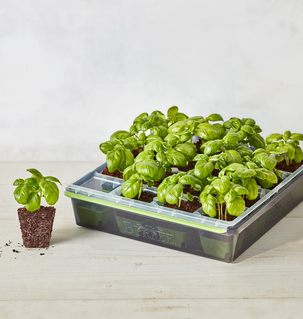 Burpee SuperSeed tray in a garden setting with seedlings