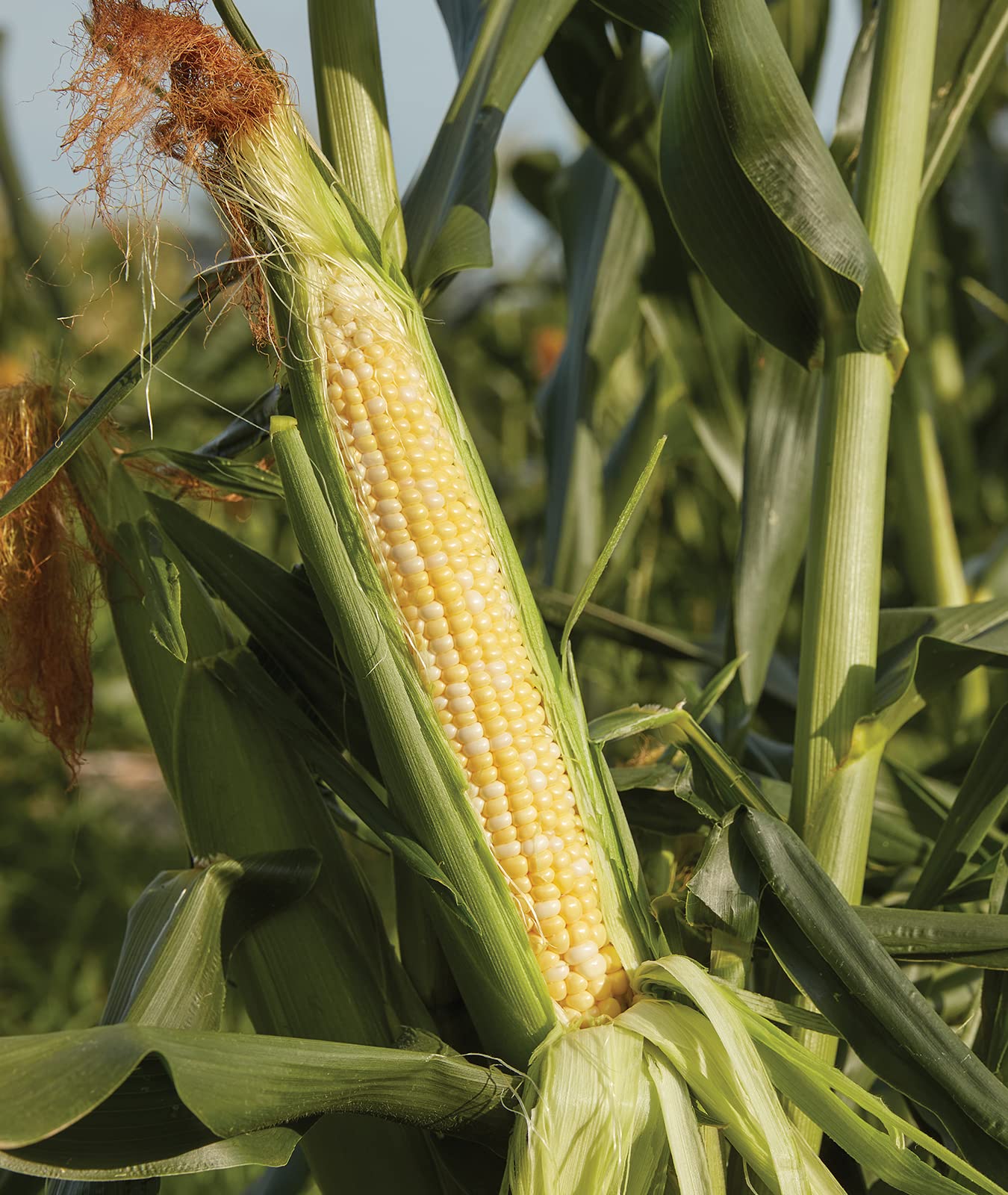 Burpee Sweetness Sweet Corn Seeds packet front view with 200 seeds