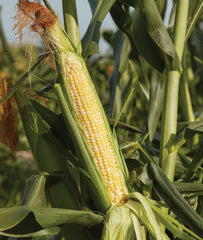 Burpee Sweetness Sweet Corn Seeds packet front view with 200 seeds