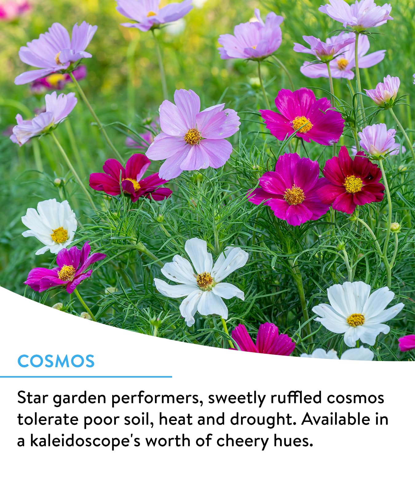 Burpee Wildflower seeds packaging showing flower varieties
