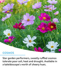 Burpee Wildflower seeds packaging showing flower varieties