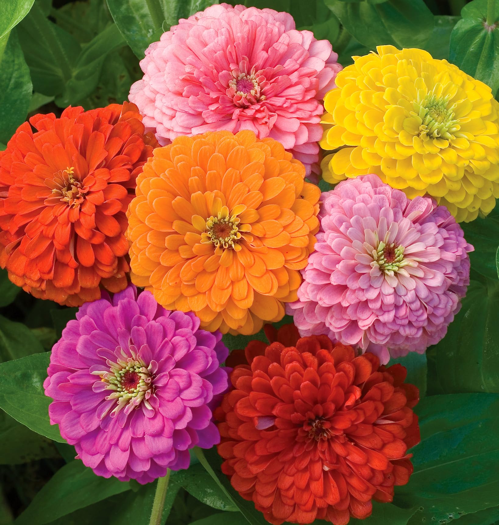 Burpee Zinnia plants growing in full sunlight